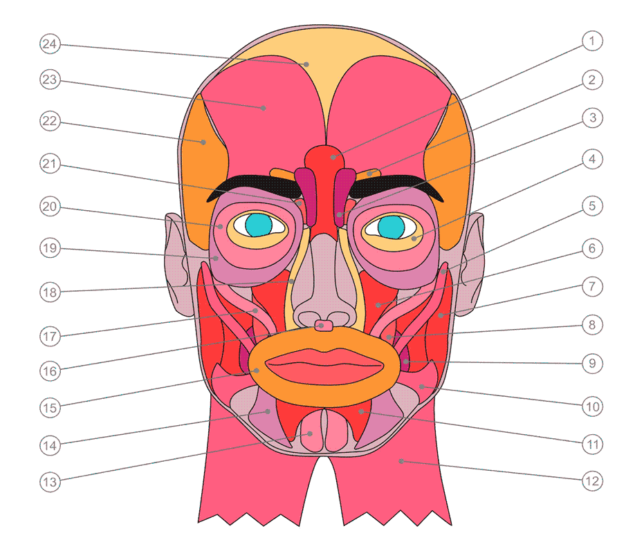 The muscles of facial expression and their function ImproveFP