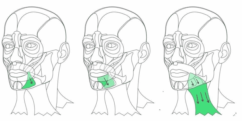 Facial muscles - ImproveFP